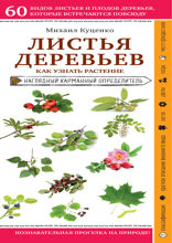 Листья деревьев. Как узнать растение