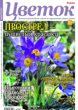 Цветок (08-2024)