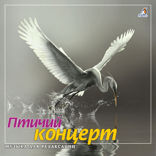 Птичий концерт