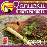 Бобры