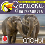 Слоны